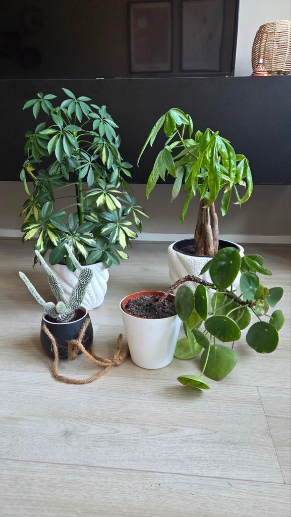 Kamerplanten set te koop, Huis en Inrichting, Kamerplanten, Ophalen of Verzenden, Halfschaduw, Minder dan 100 cm