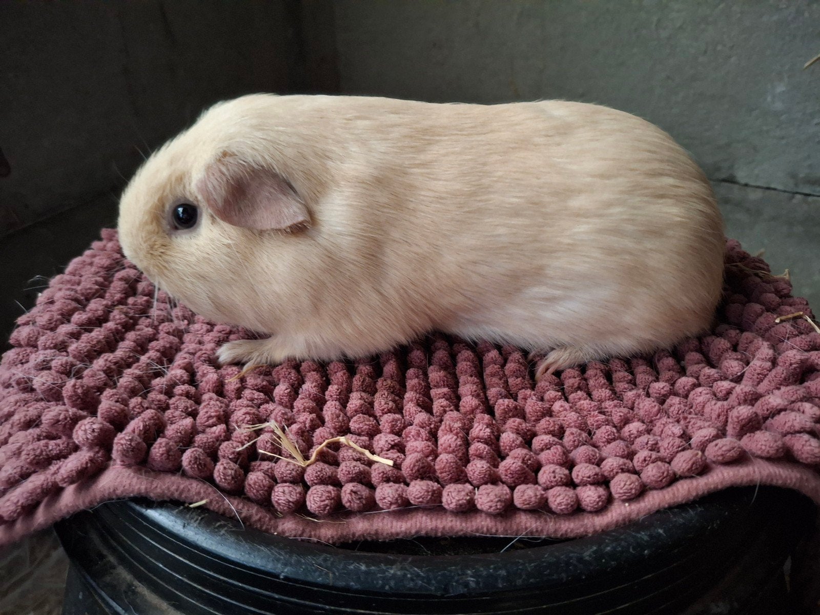 creme cavia beer, Maart, Mannelijk, Cavia