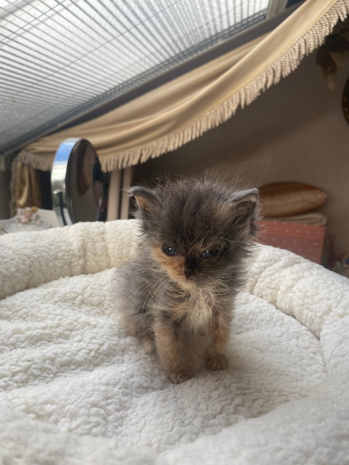 Lief en schattig kitten persishe ., Dieren en Toebehoren, Geslacht onbekend, Langharig, 0 tot 2 jaar