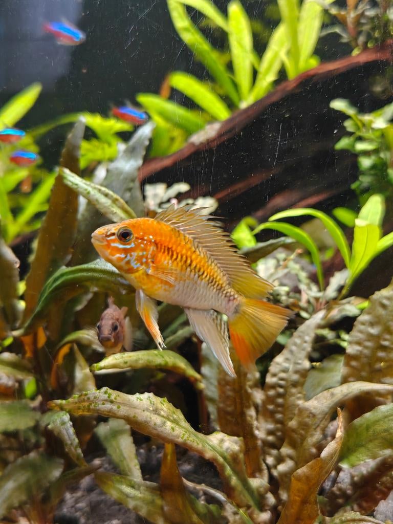 Apistogramma Vieijta, Vis, Zoetwatervis