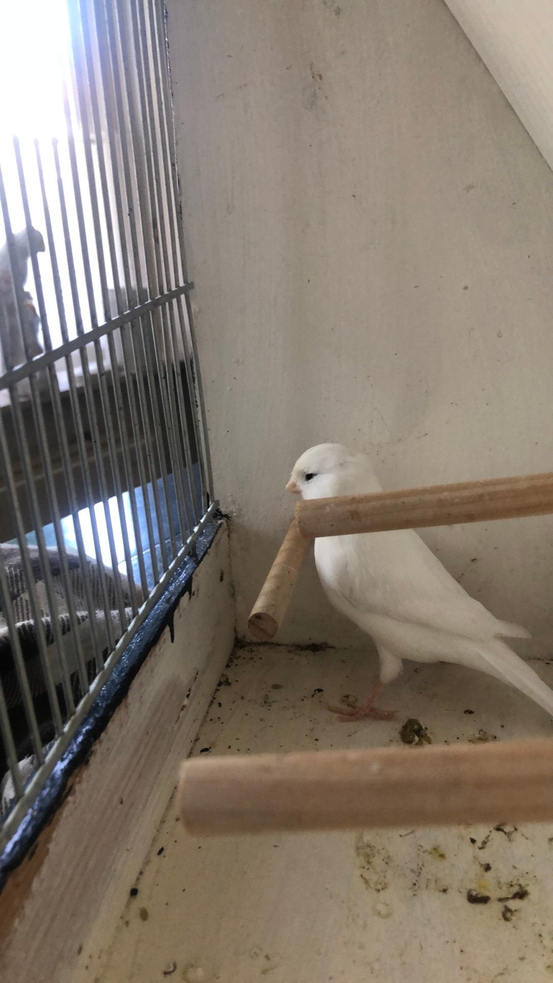 Te Koop : Witte Man Kanarie, Mannelijk, Kleurkanarie
