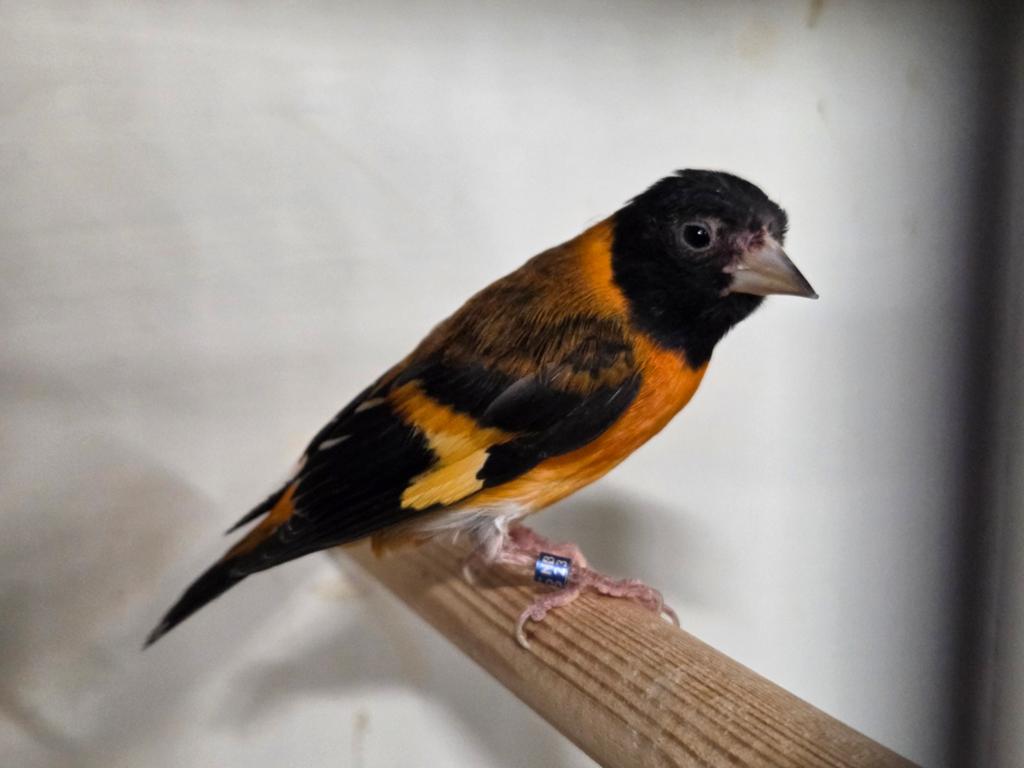 Koppel kapoetssijs, Meerdere dieren, Geringd