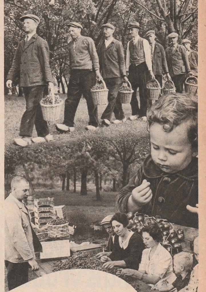 Retro reclame 1949 Teo jam Elst jongetje met kersen, Verzamelen, Verzenden, Overige typen