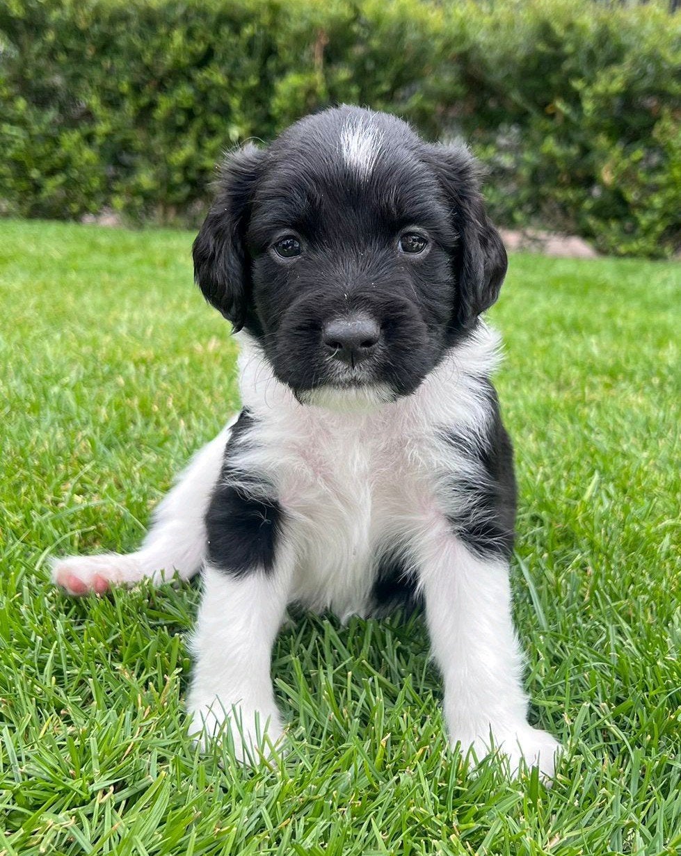 Stabij pups, Overige rassen, 8 tot 15 weken, Meerdere, Meerdere dieren