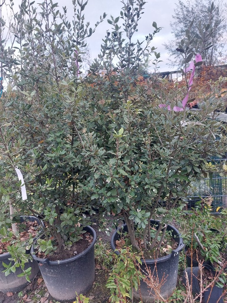 De steeneik (Quercus ilex), Tuin en Terras, Ophalen, Halfschaduw, Overige soorten, Lente