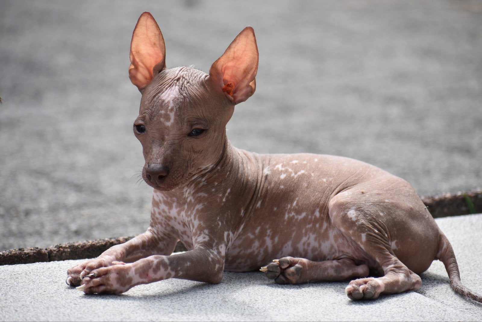 Xoloitzcuintle miniature X AHT, Particulier, 8 tot 15 weken, Buitenland, Parvo