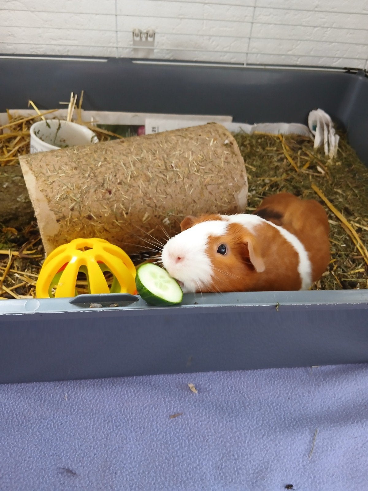 Leuke cavia + toebehoren, Dieren en Toebehoren, Knaagdieren, Mei, Mannelijk, Cavia