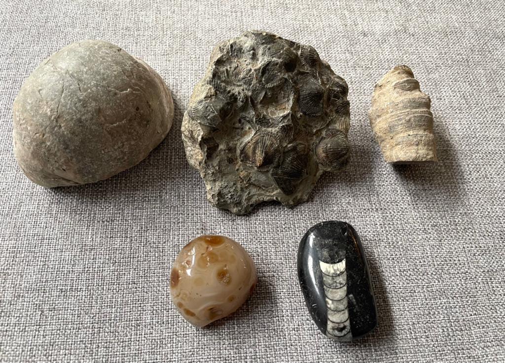 Versteende mosselschelpen Devoon,240 tot 520 miljoen jaar, Verzamelen, Mineralen en Fossielen, Ophalen of Verzenden, Fossiel