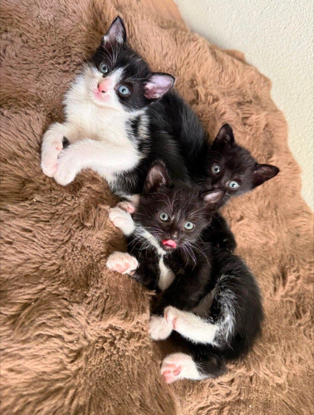 kittens kitten super lief, Dieren en Toebehoren, Meerdere dieren
