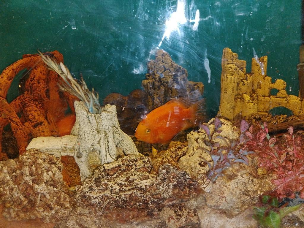 Aquarium, Dieren en Toebehoren, Vissen | Aquaria en Toebehoren, Ophalen, Zo goed als nieuw, Gevuld zoetwateraquarium