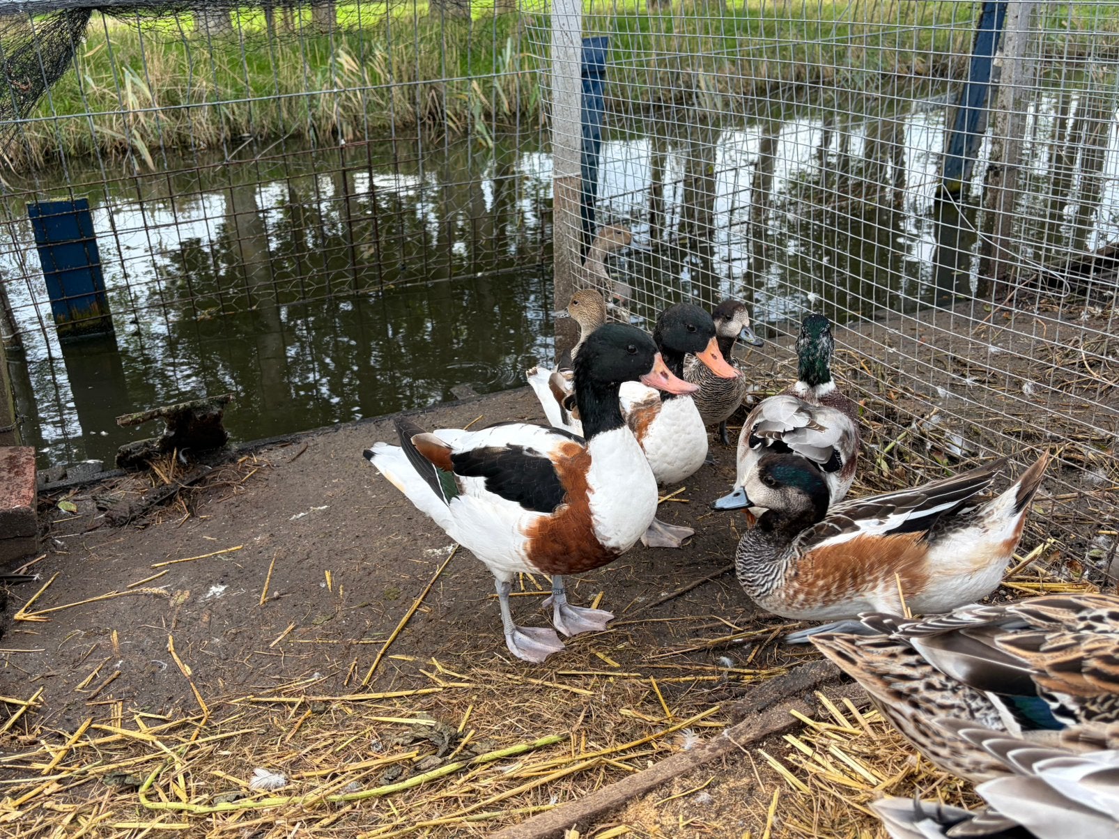 Bergeenden (mannelijk, 2 stuks), Dieren en Toebehoren, Mannelijk, Eend