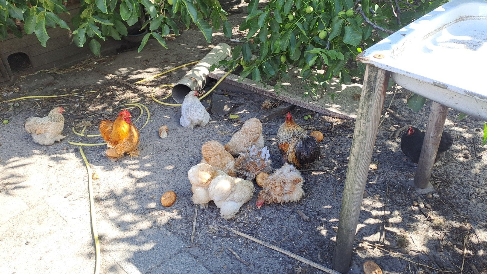 Cochin kriel trio's, Dieren en Toebehoren, Pluimvee, Meerdere dieren, Kip