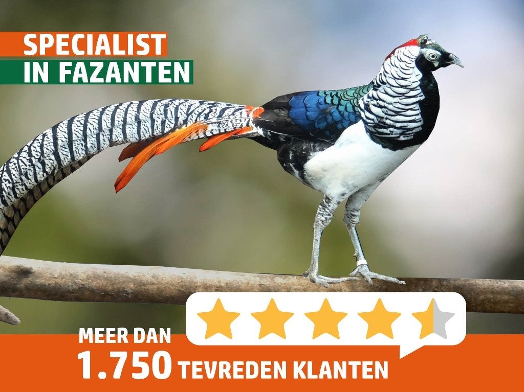 Verschillende soorten fazanten | Deskundig advies