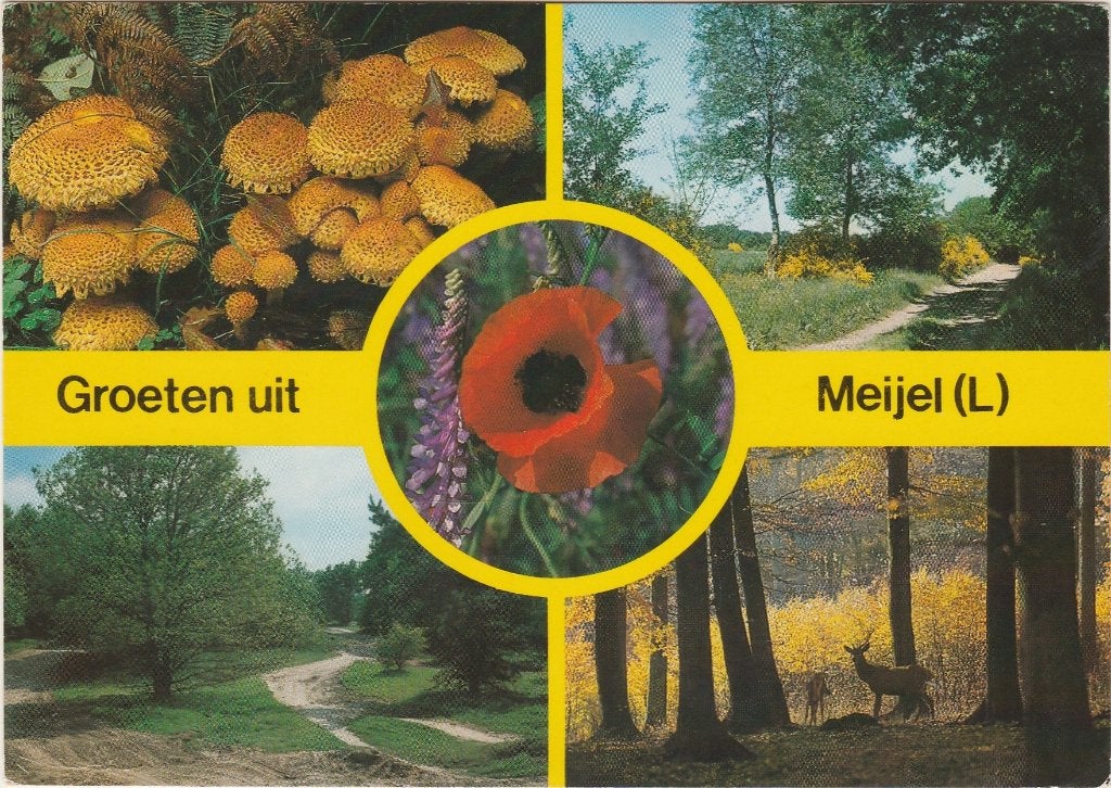 MEIJEL Paddenstoelen Bosgezichten Klaproos Groeten, Verzenden, 1980 tot heden, Gelopen, Limburg