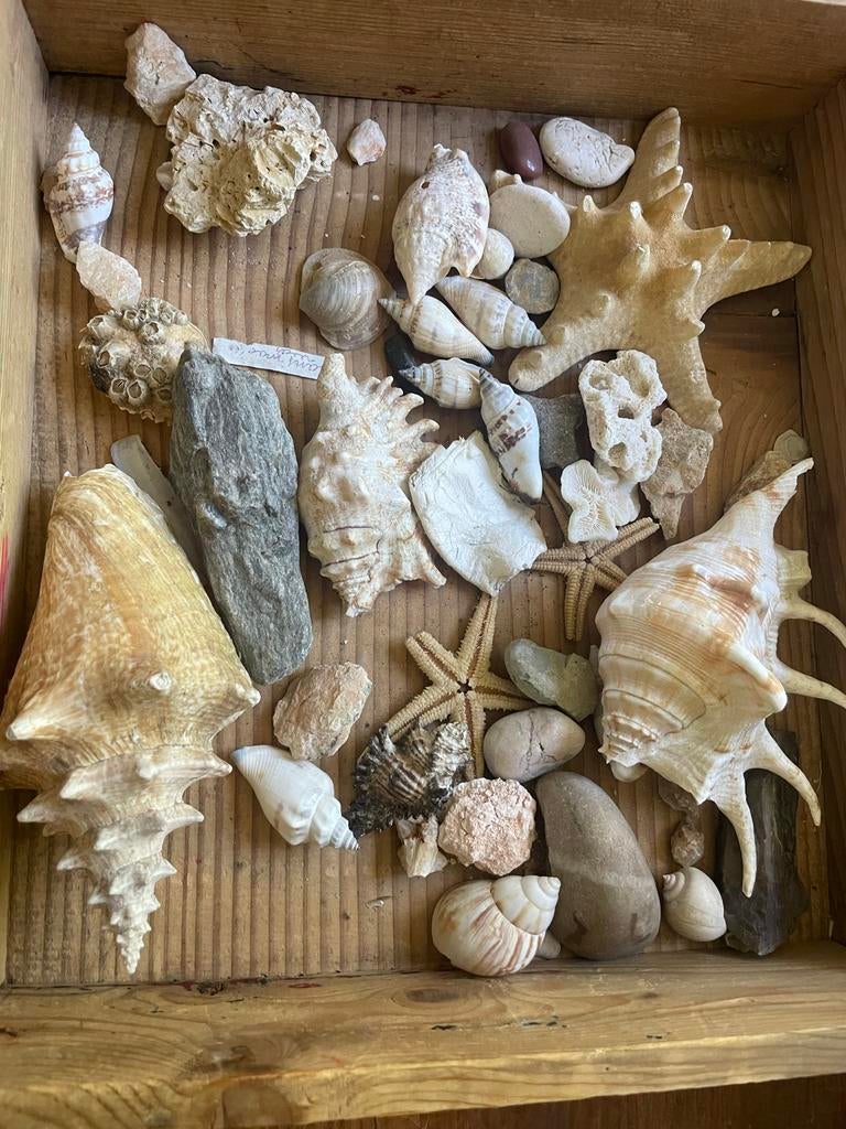 Mooie collectie schelpen, zeesterren en koraal, Ophalen of Verzenden, Gebruikt