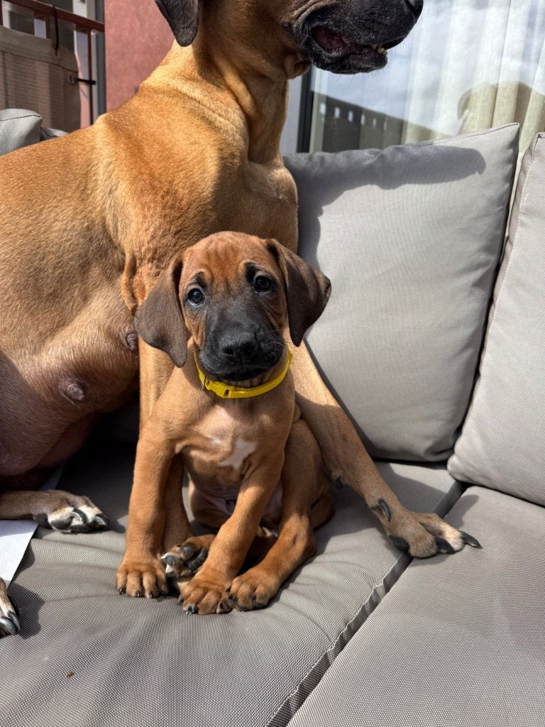 Rhodesian Ridgeback pups, Parvo, Overige rassen, 8 tot 15 weken, Meerdere