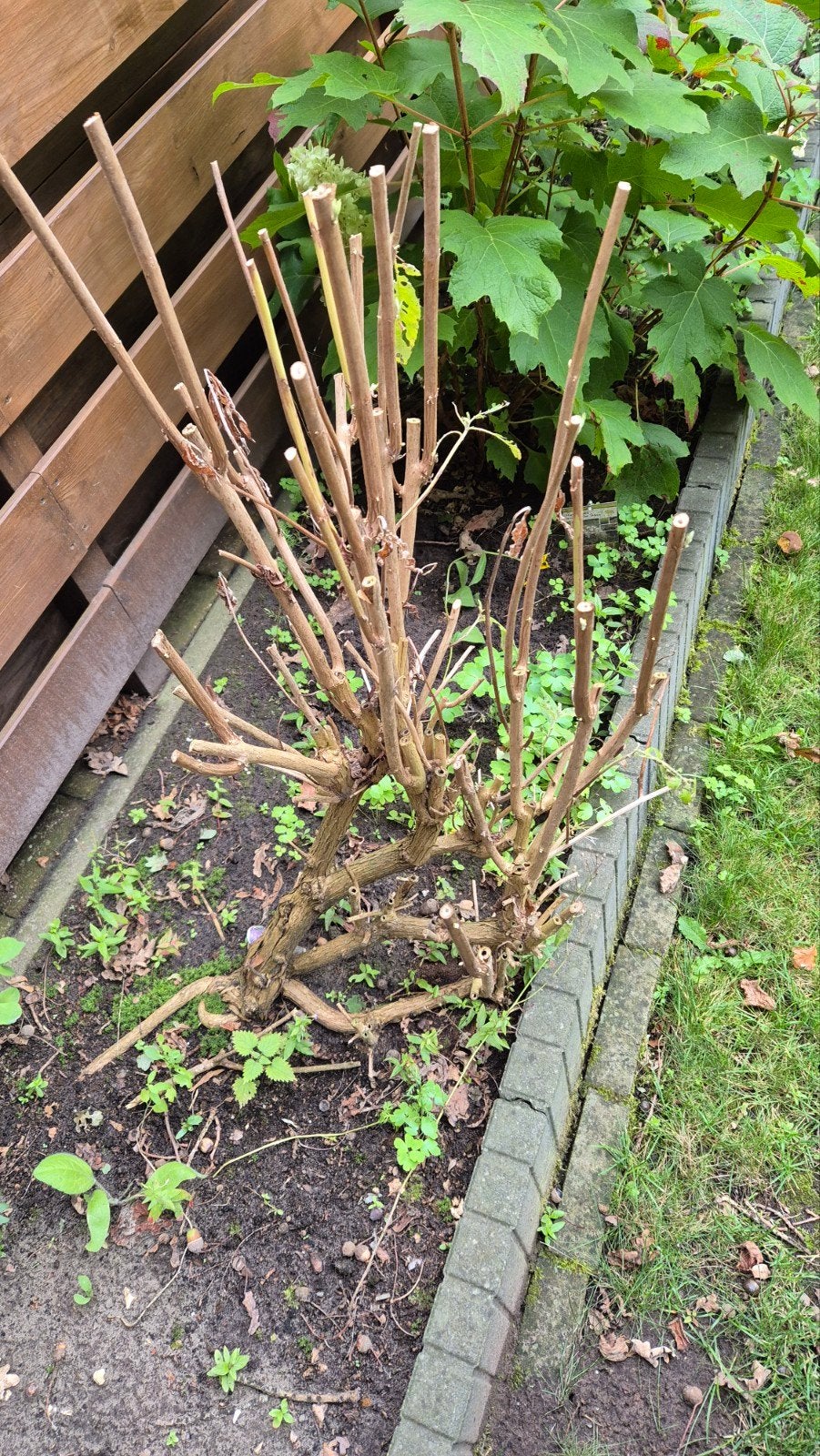 Grote Vlinderstruik (donkerpaars) Gratis, Tuin en Terras, Overige soorten, Volle zon, Vaste plant, Ophalen of Verzenden
