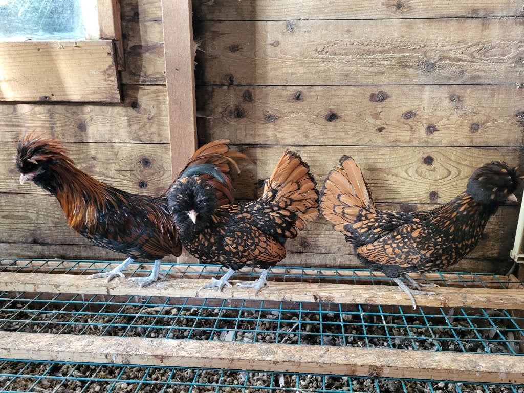 Bruin/zwart gezoomde kuifbaardkriel, Dieren en Toebehoren, Meerdere dieren, Kip
