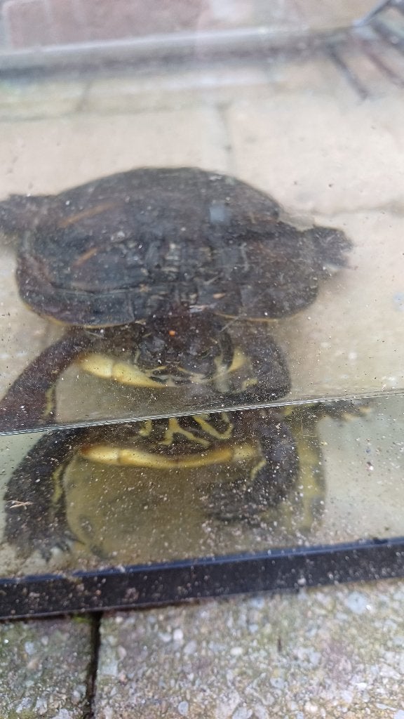 Te koop: Waterschildpad inclusief aquarium / schildpadbak, Dieren en Toebehoren, Reptielen en Amfibieën | Toebehoren, Ophalen of Verzenden
