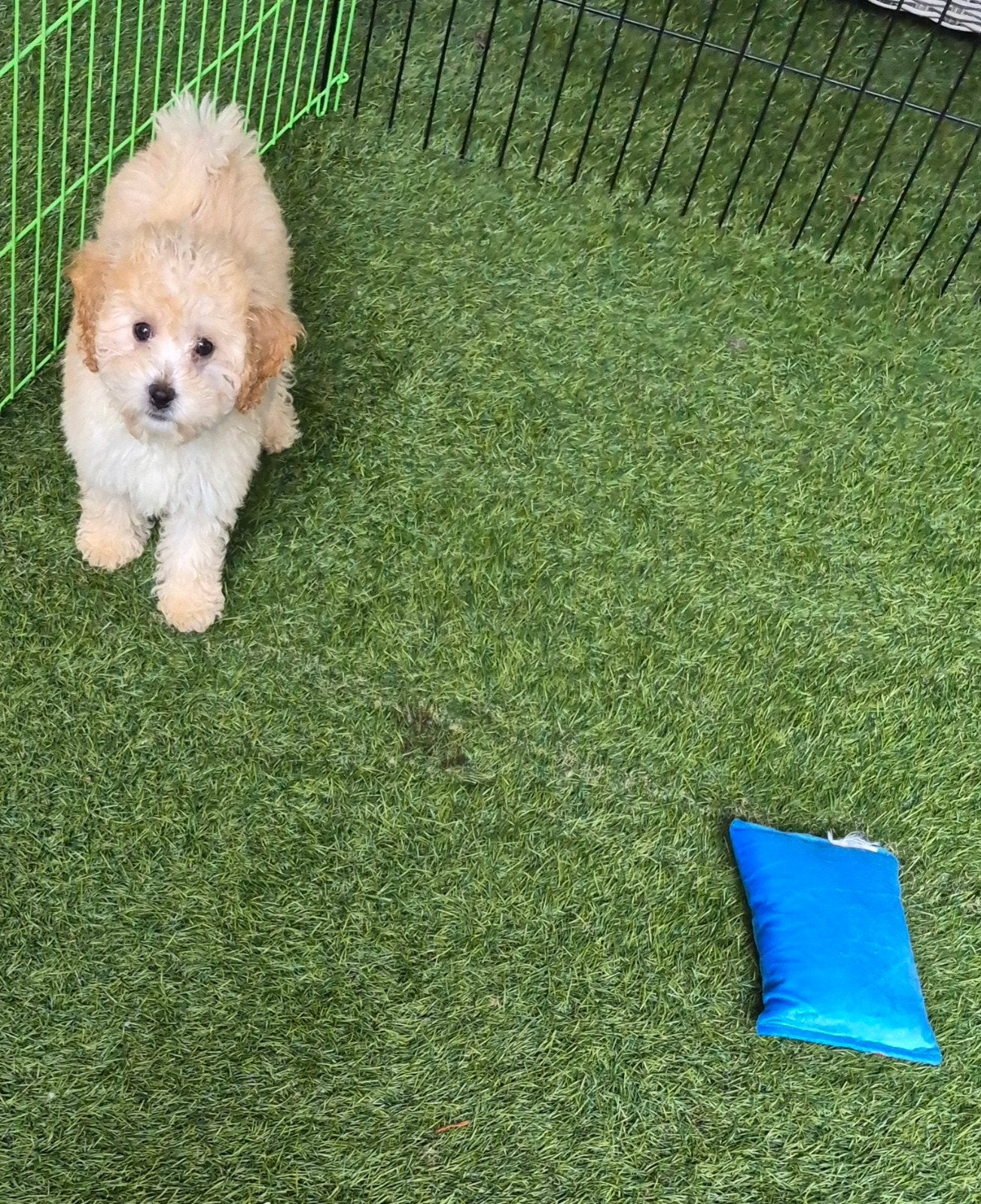 Maltipoo nog 2 mooie gezonde dames beschikbaar, Overige rassen, 8 tot 15 weken, Teef, Meerdere