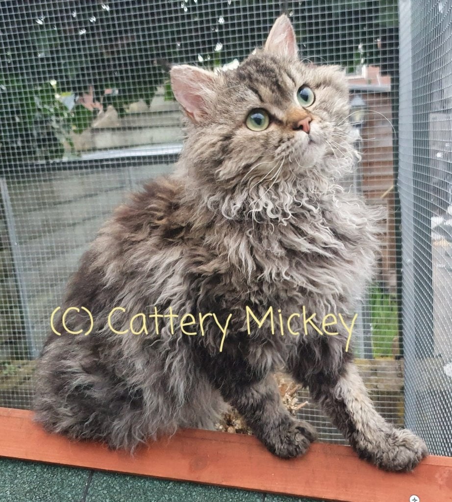 Dekkaters Selkirk Rex voor dekkingen van uw poes, Dieren en Toebehoren, 6 jaar of ouder