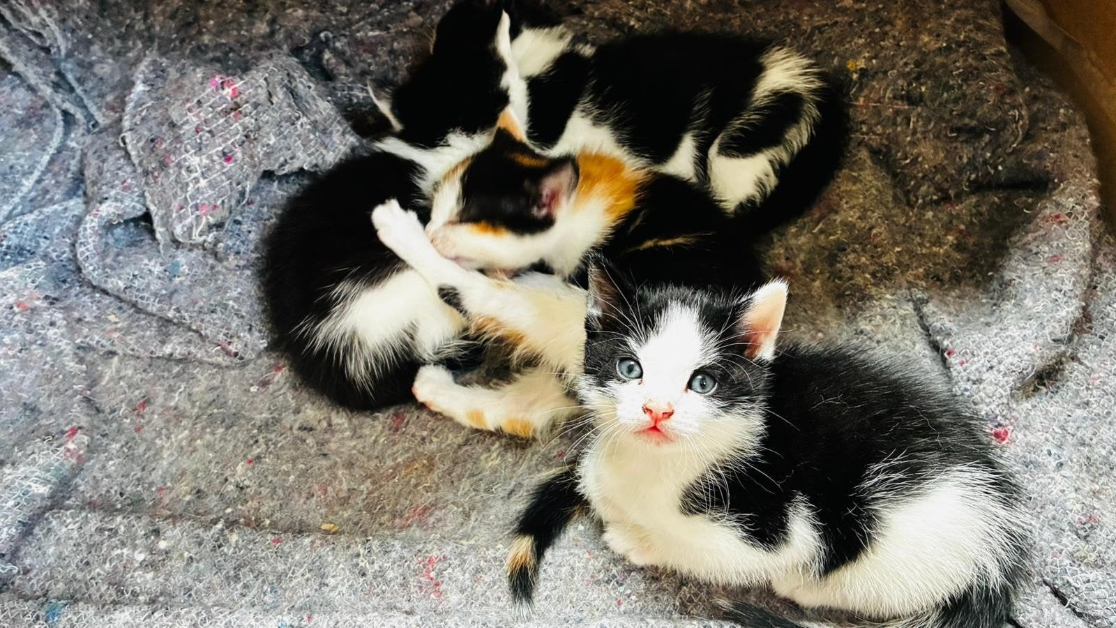 3 prachtige zwart-witte boerderij kittens (katers) te koop, Dieren en Toebehoren, Katten en Kittens | Overige Katten, Kater