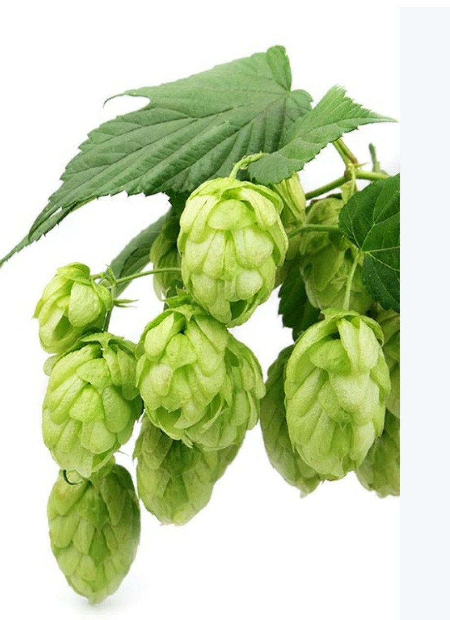 Hop - snoeimateriaal gezocht, Tuin en Terras, Ophalen