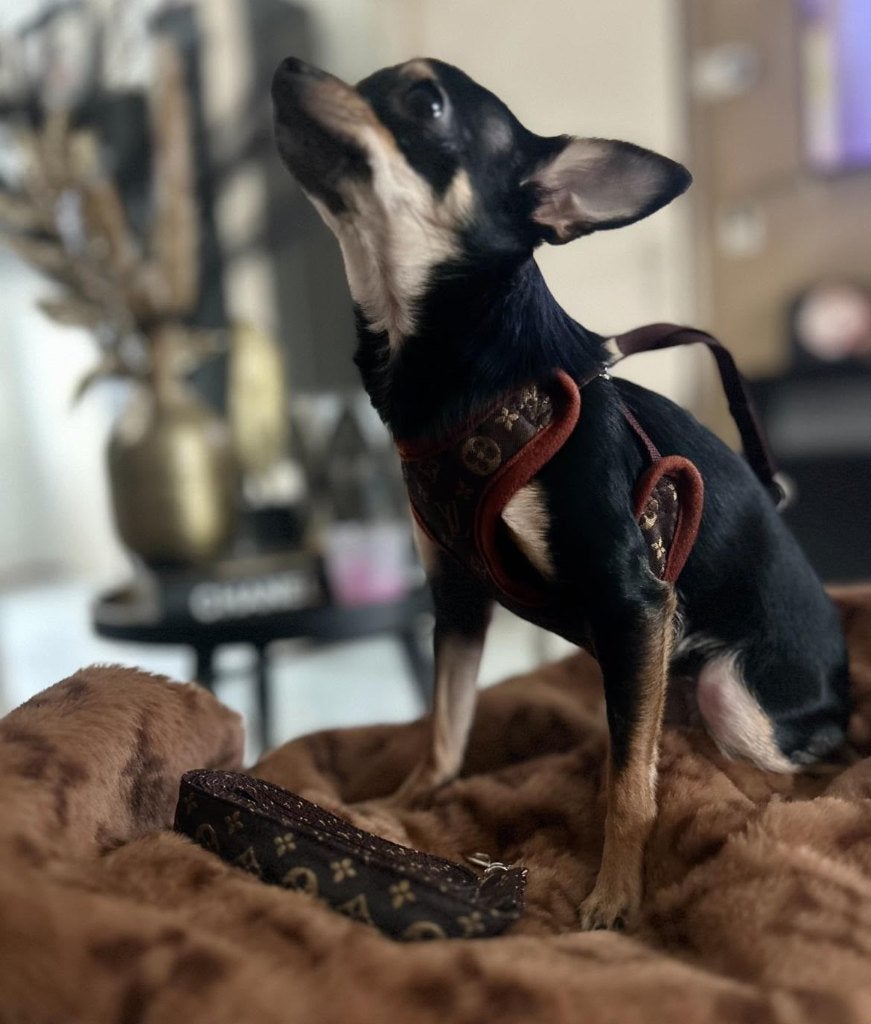 thuis gezocht voor onze Chihuahua 15 maandjes jong, Dieren en Toebehoren, Honden | Chihuahua's en Gezelschapshonden, Parvo, 1 tot 2 jaar