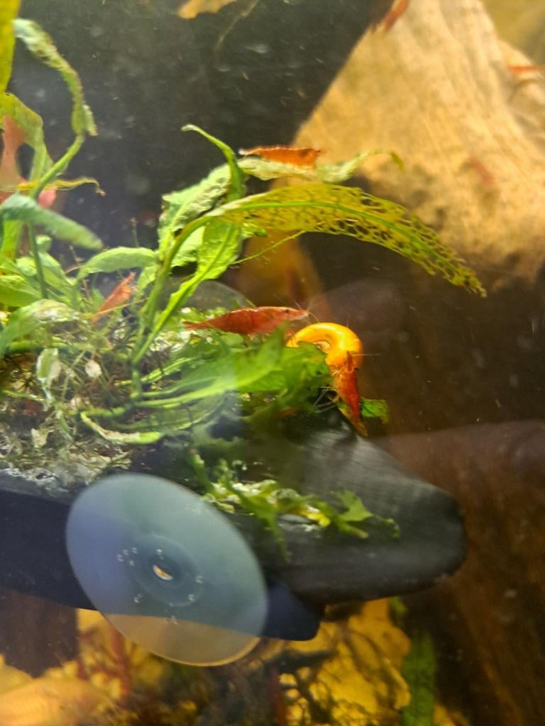 Vuurgarnalen, Dieren en Toebehoren, Kreeft, Krab of Garnaal, Zoetwatervis, Schoolvis