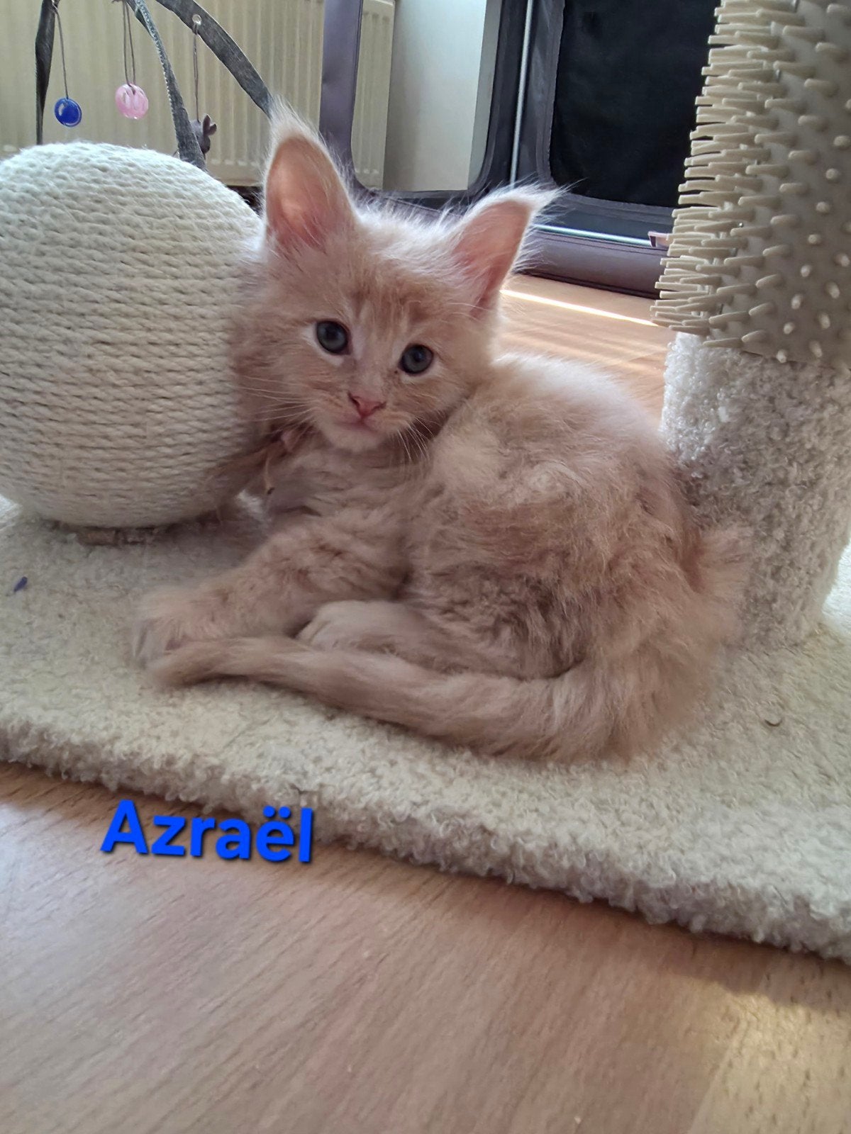 Lieve Maine Coon kittens kater, mogen direct verhuizen🐾🏡, Meerdere dieren, Gechipt