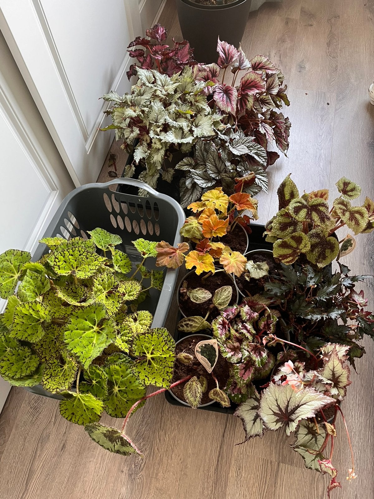 Begonia verzameling, Ophalen, Halfschaduw, Minder dan 100 cm