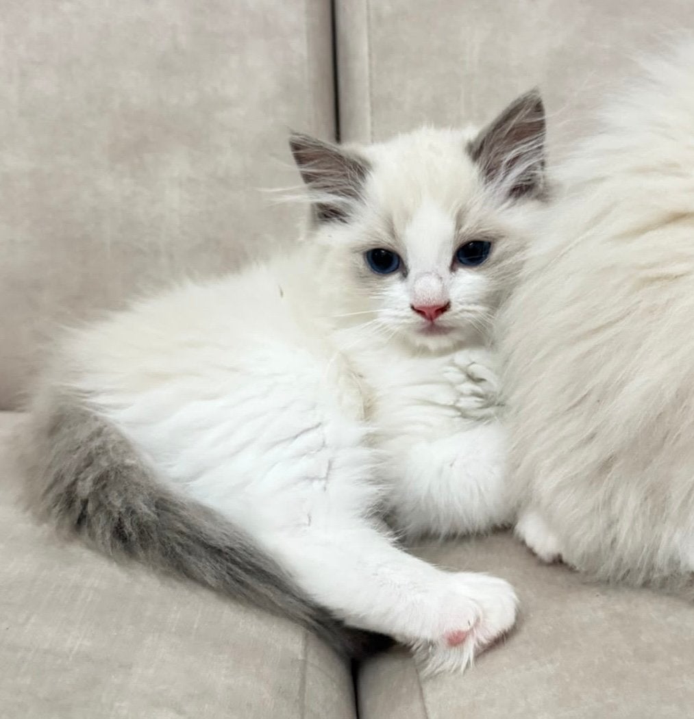 Foto 6 van Prachtige Ragdoll kittens met stamboom