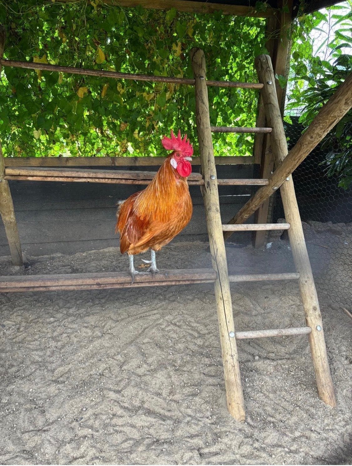 Jonge goudpel haan zoekt toom, Dieren en Toebehoren, Pluimvee, Mannelijk, Kip