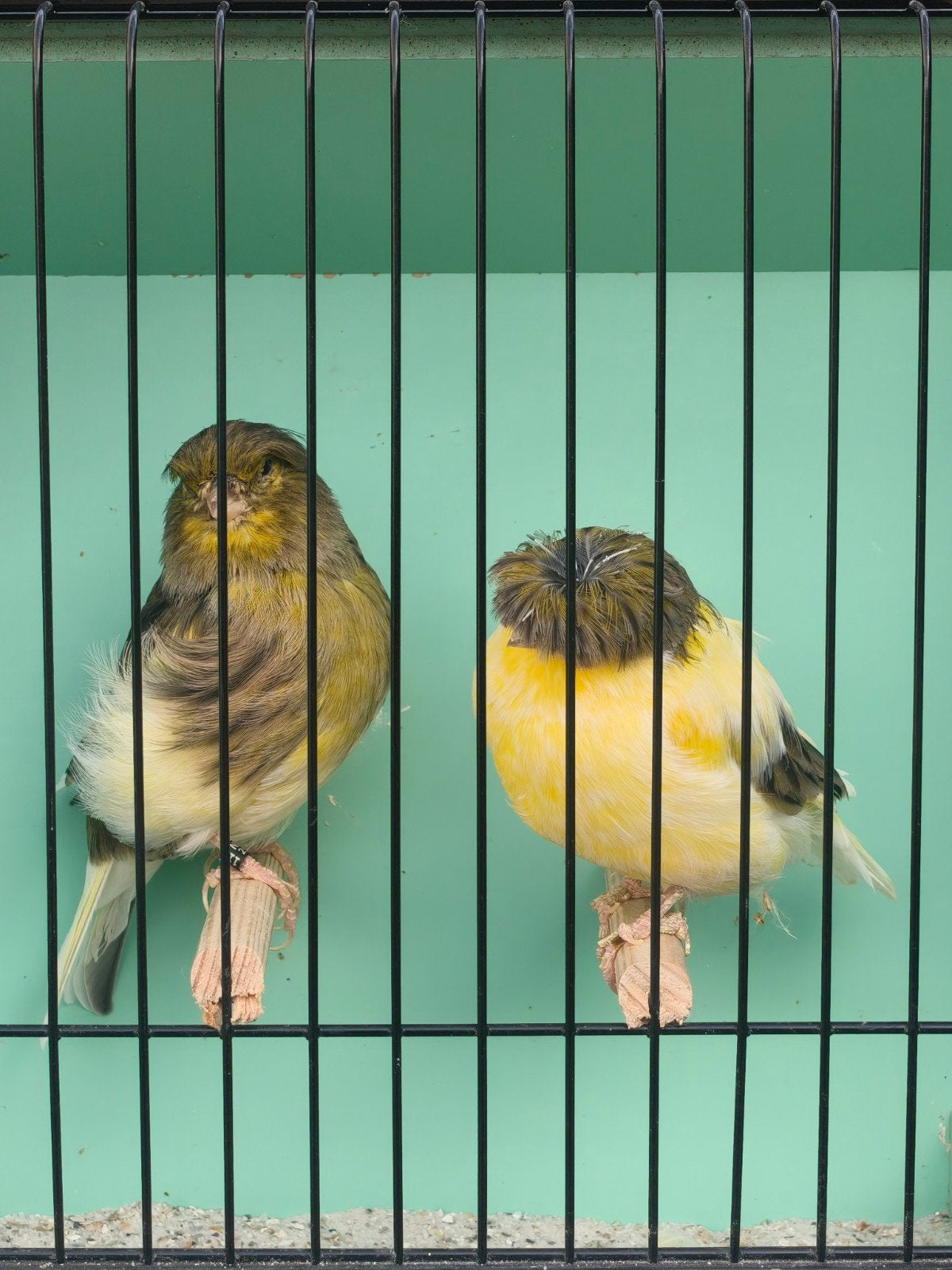 couple gloster canary, Dieren en Toebehoren, Vogels | Kanaries, Meerdere dieren, Postuurkanarie