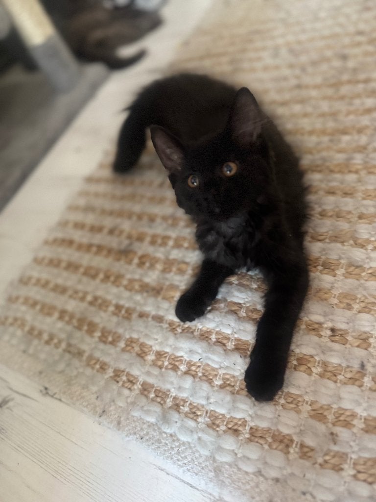 Speels mixras kitten zoekt een gouden mandje, Poes, Ontwormd, 0 tot 2 jaar