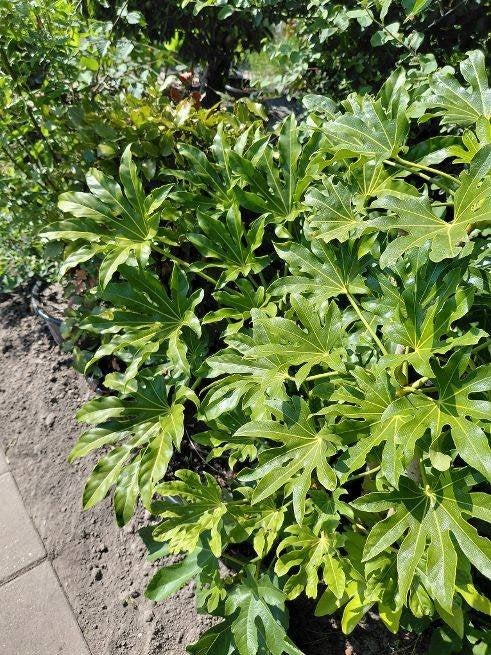 Fatsia, Volle zon, Vaste plant, Zomer, Ophalen