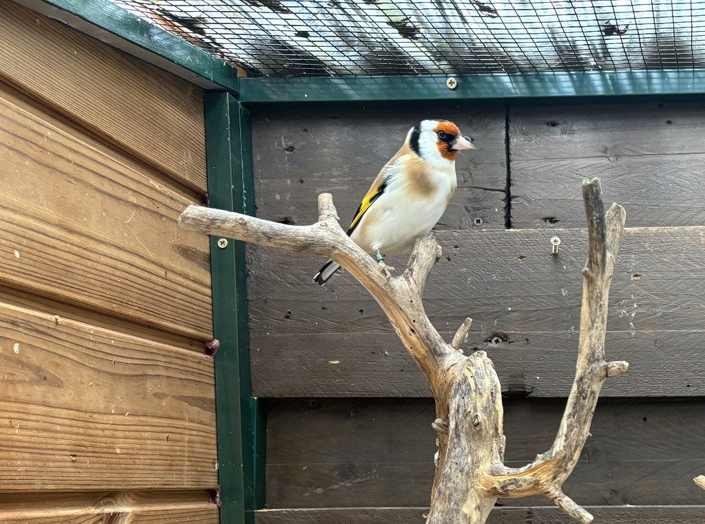 Major Putter, Mannelijk, Wildzangvogel, Geringd
