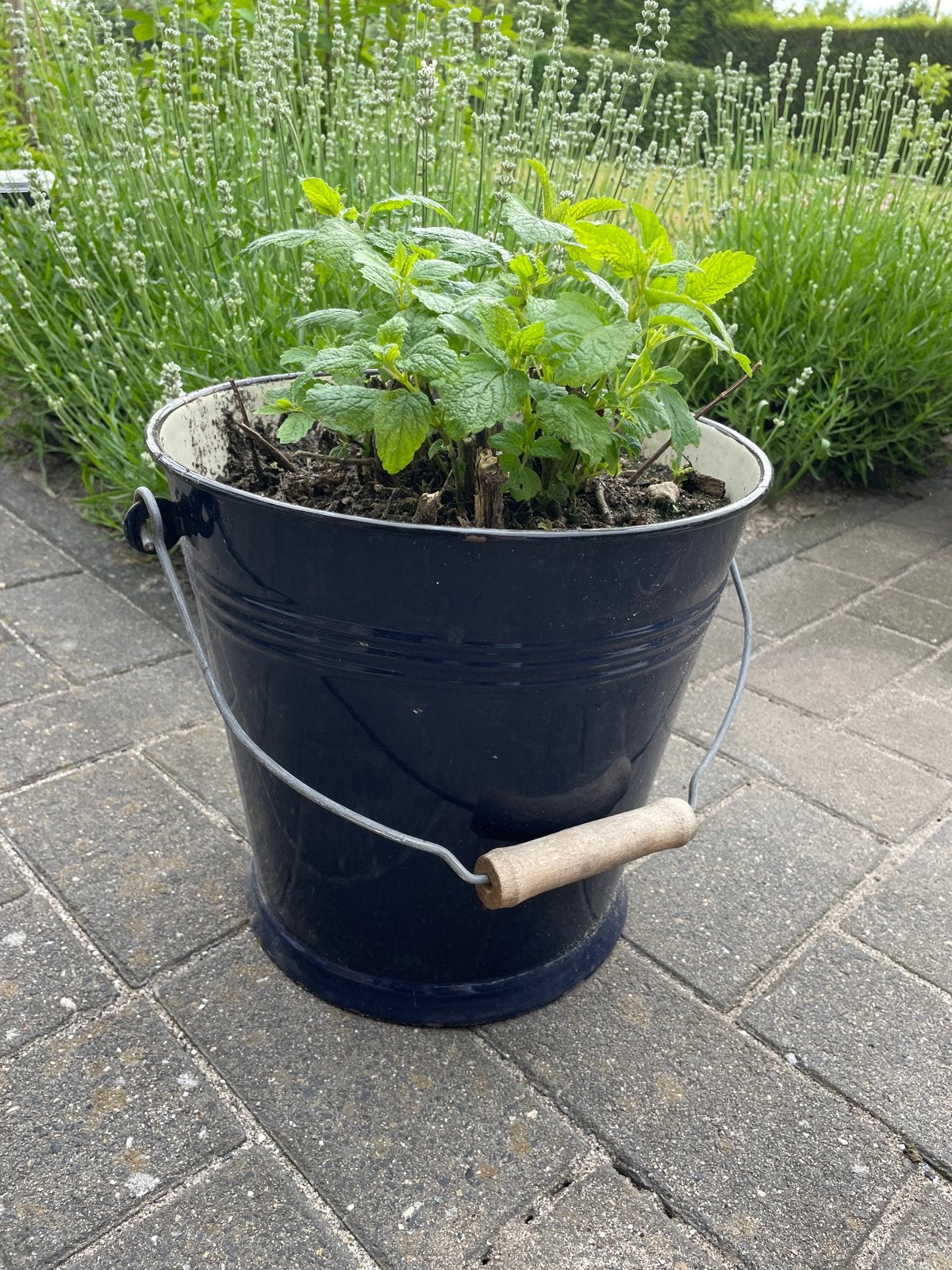 Verse Muntplant in Decoratieve Emmer, Gebruikt, Minder dan 30 cm, Minder dan 60 cm, Rond
