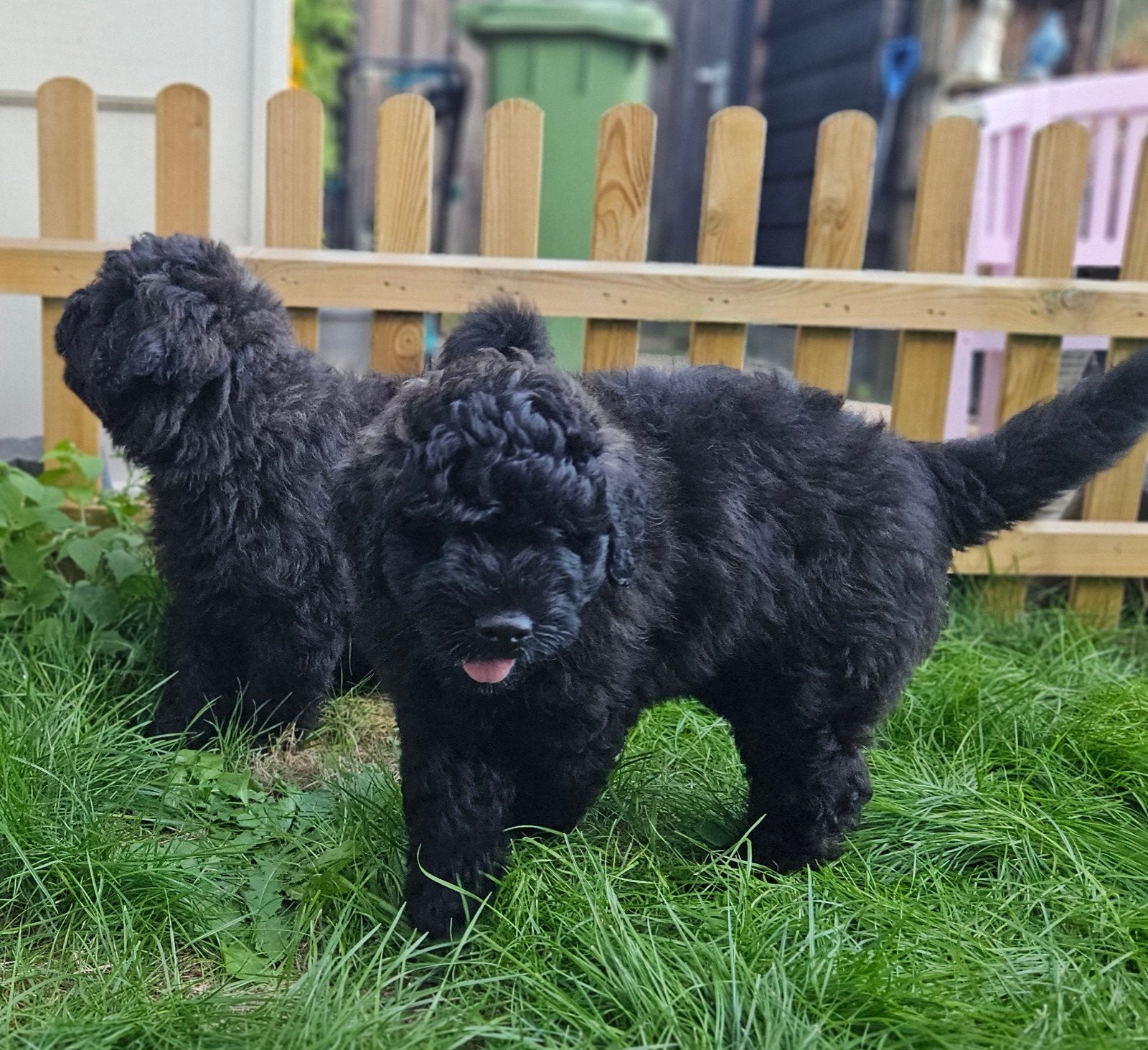 Erg mooie Bouvier pups, Bouvier, Reu, 8 tot 15 weken, Parvo