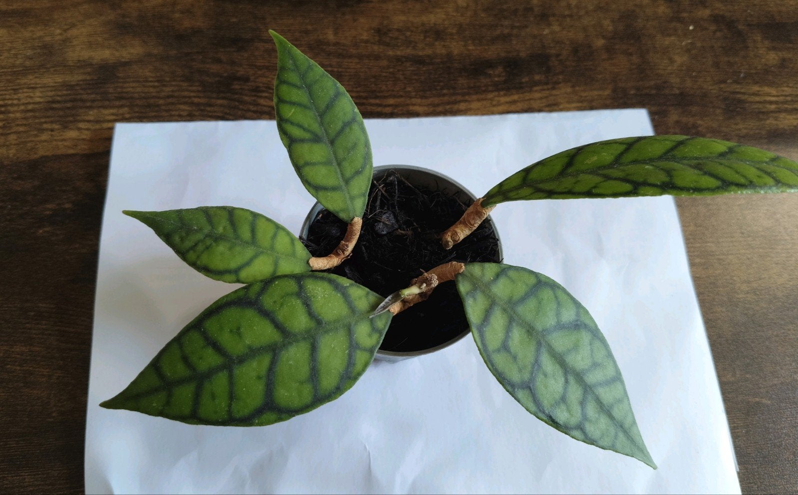 Hoya Callistophylla plantje, Huis en Inrichting, Kamerplanten, Ophalen, Halfschaduw, Minder dan 100 cm