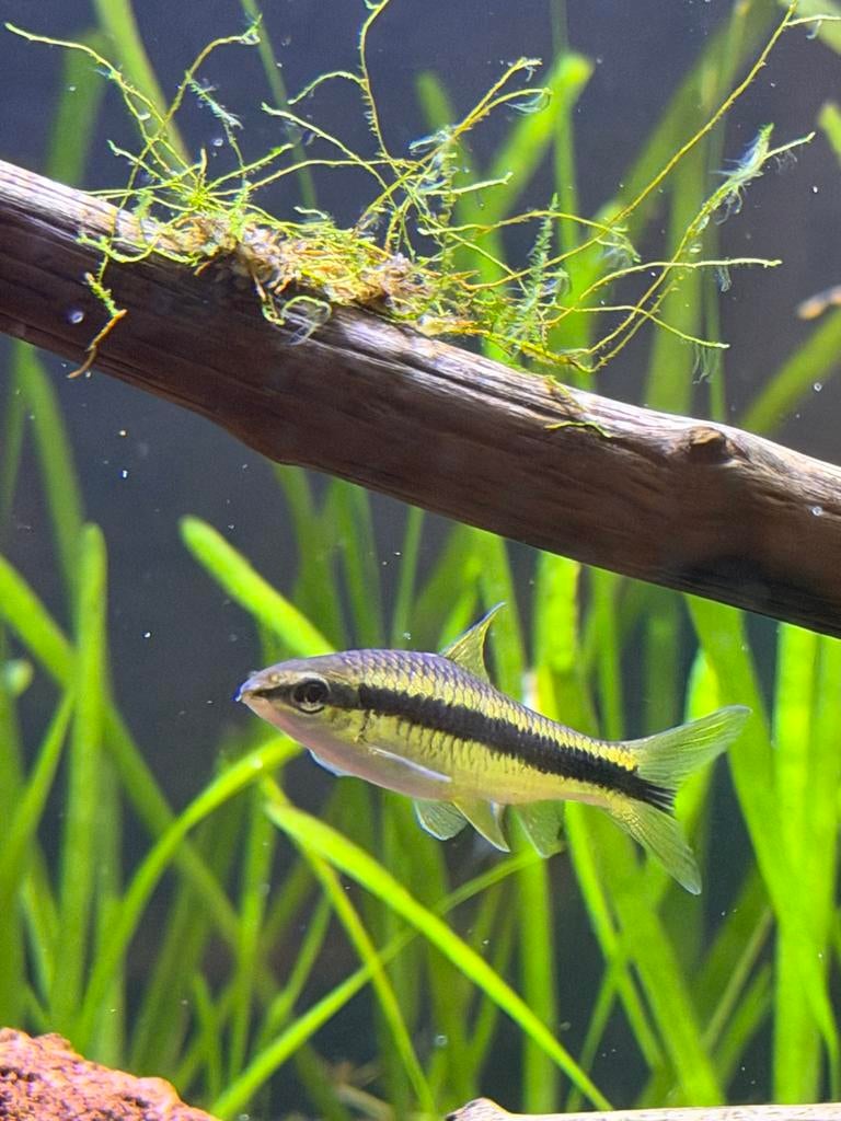 Algenetende vissen 2, Dieren en Toebehoren, Vissen | Aquariumvissen, Vis