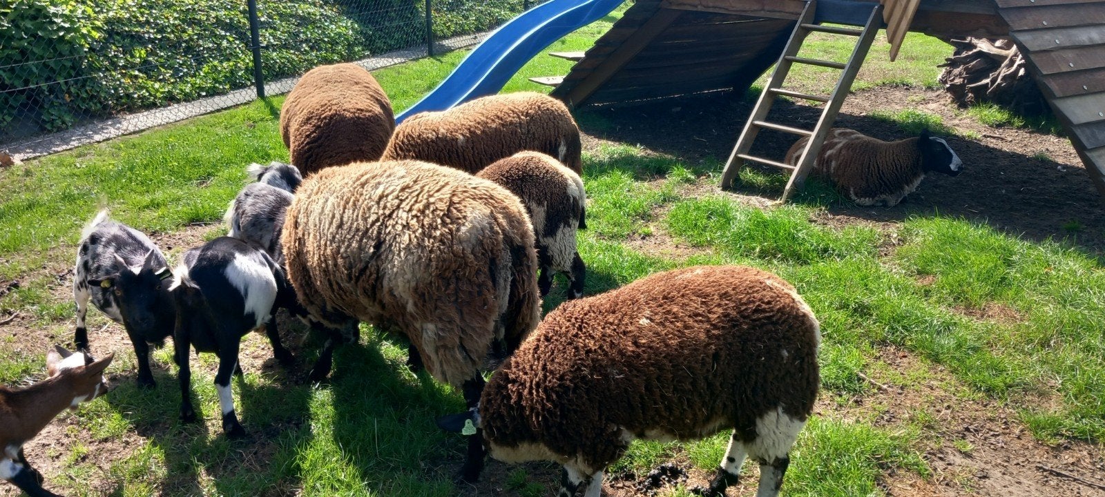 dieren en toebehoren, Dieren en Toebehoren, Schapen, Geiten en Varkens, Meerdere dieren, Schaap, 0 tot 2 jaar