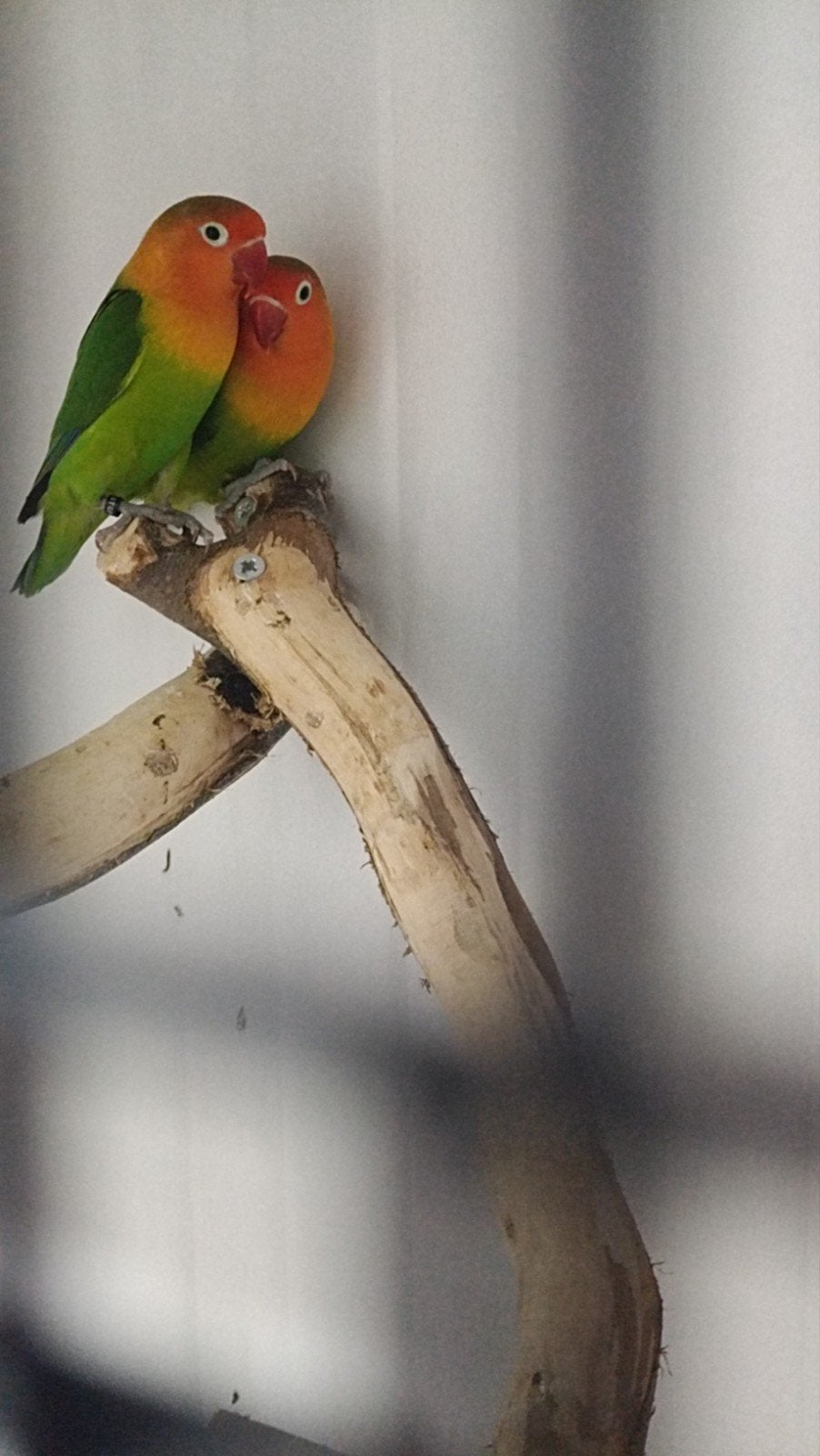 koppel agapornis, Meerdere dieren, Dwergpapegaai of Agapornis