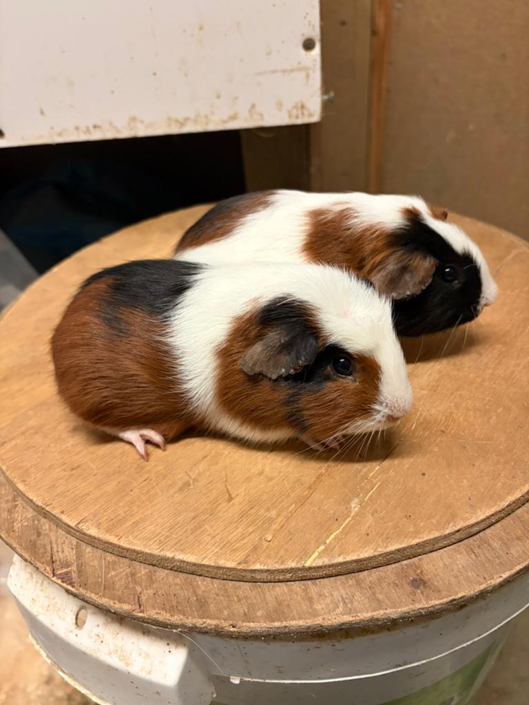 Berenkoppeltje, April, Mannelijk, Cavia