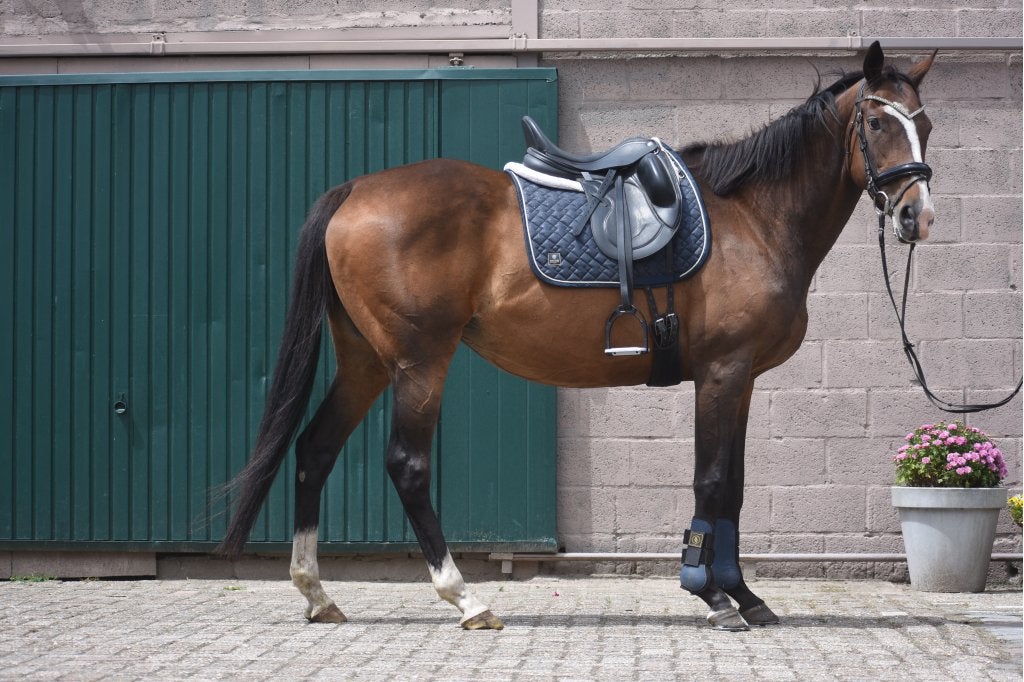 Eyecatcher: superbrave 9 jarige rijpaardmerrie, Dieren en Toebehoren, Paarden, Merrie, Met stamboom, L, 7 tot 10 jaar