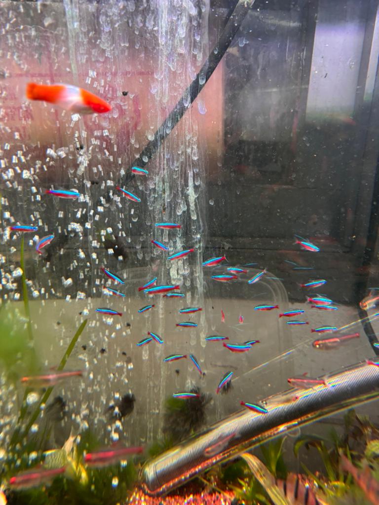 kardinaal tetras, Vis, Zoetwatervis, Schoolvis