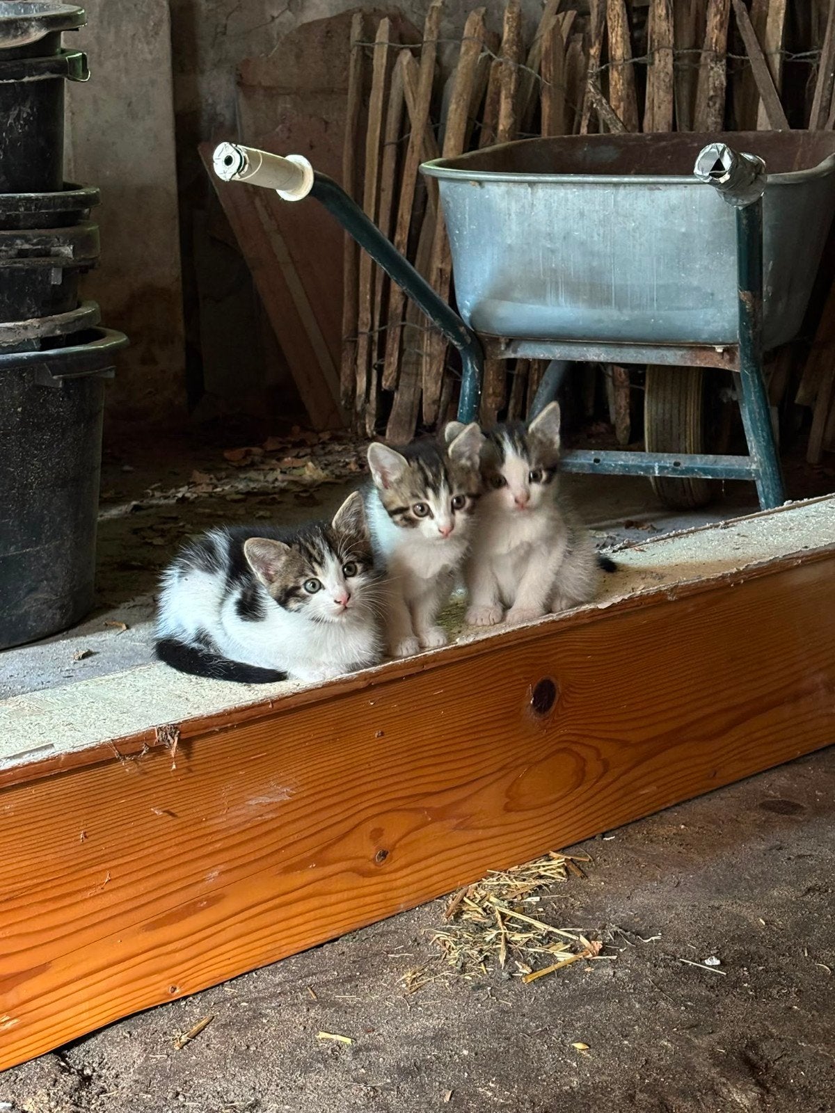 Kittens, Kater, Ontwormd, 0 tot 2 jaar