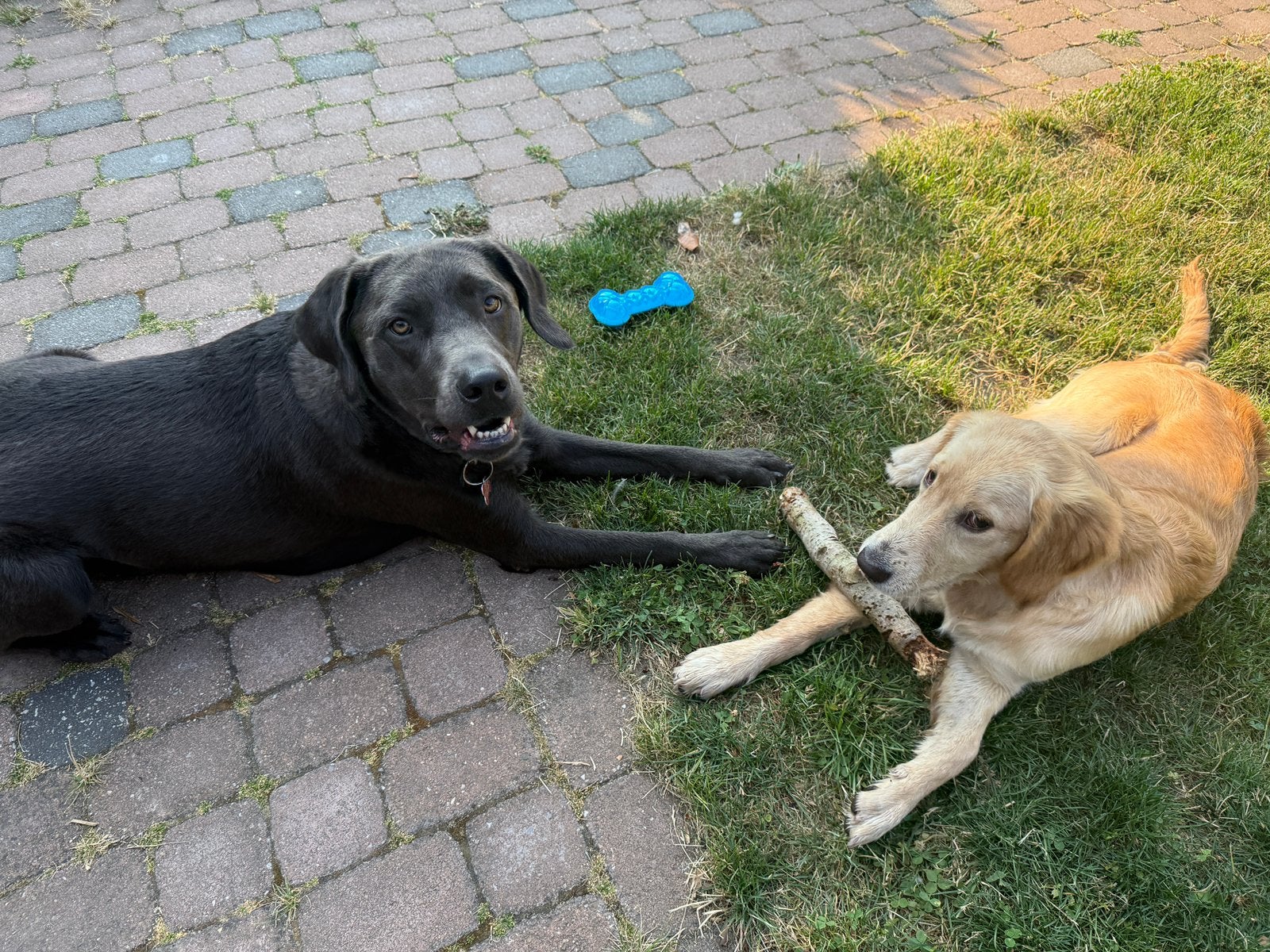 Vakantie opvang hond - opvang aan huis met enorme speelweide, Particuliere oppas