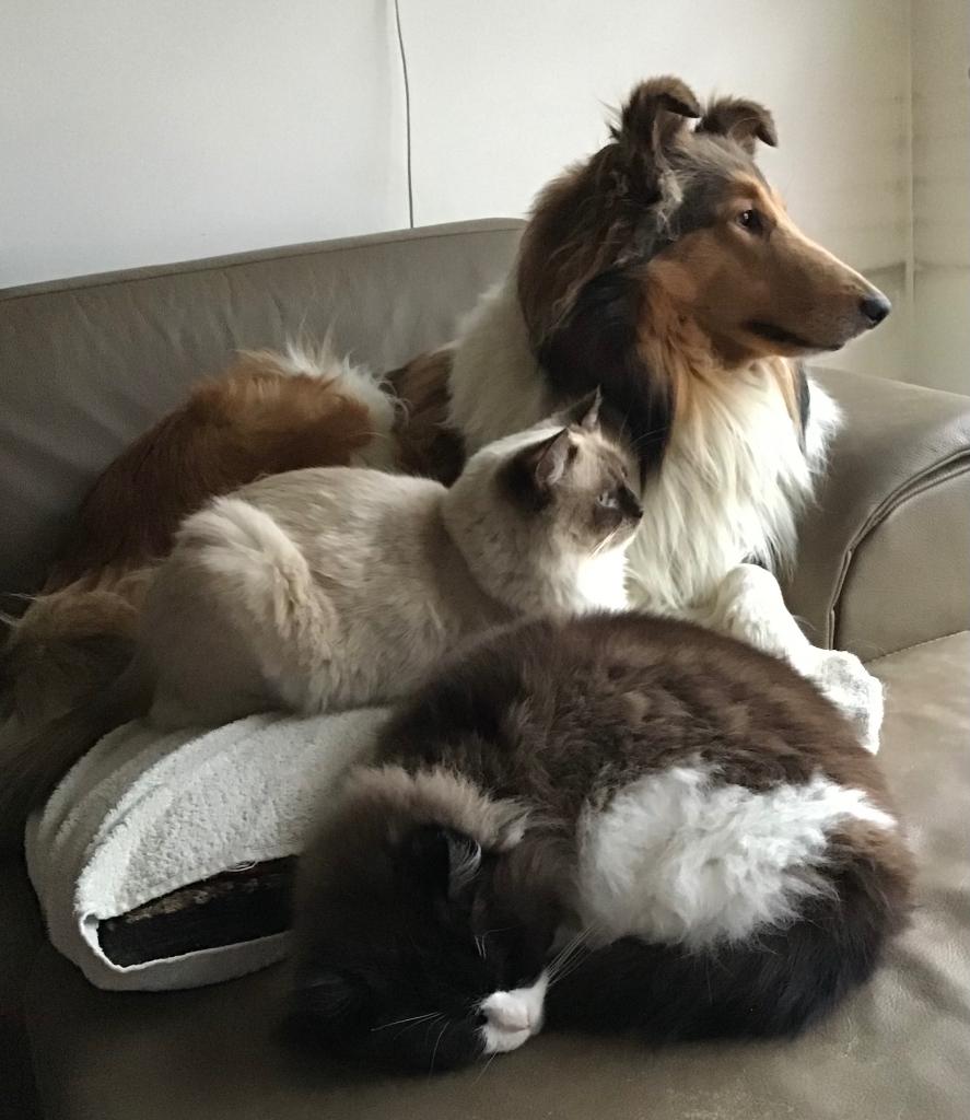 Ragdoll X Europese kittens., Meerdere dieren, 0 tot 2 jaar