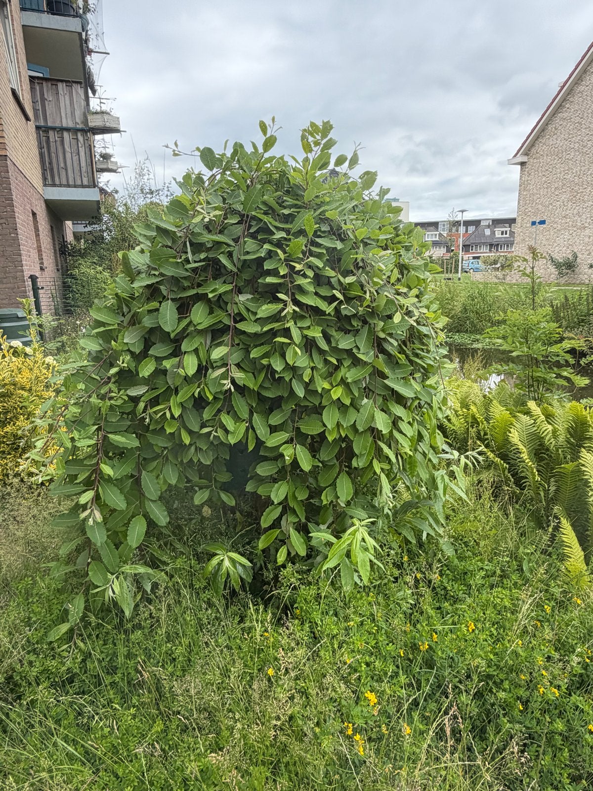 Mooie treuriep wegens verhuizing te koop, Volle zon, Treurboom, Ophalen of Verzenden, Lente